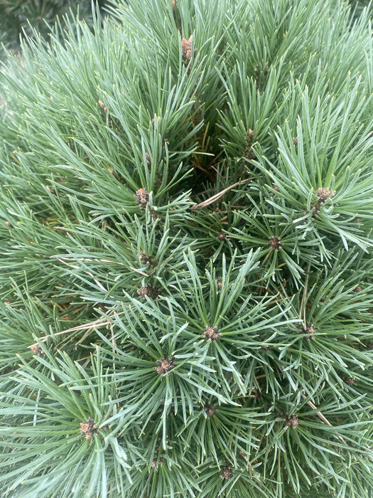 Pinus Sylvestris Watereri 18 Litre Pot