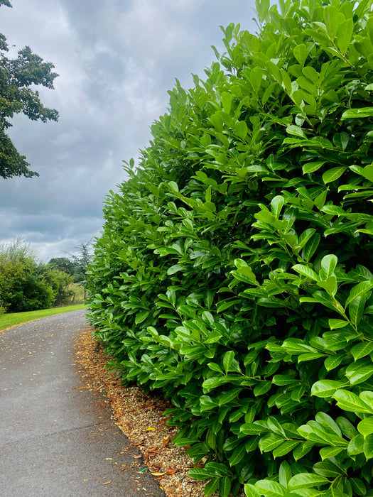 Laurel Hedging, Cherry Laurel Root Ball 80/100cm Pre Order October