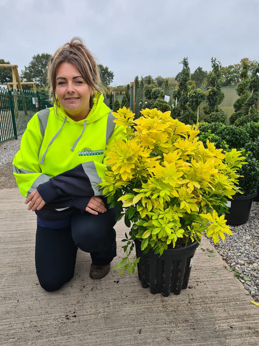 Choisya Ternata Sundance 20 Litre Pot Extra Bushy 60cm High