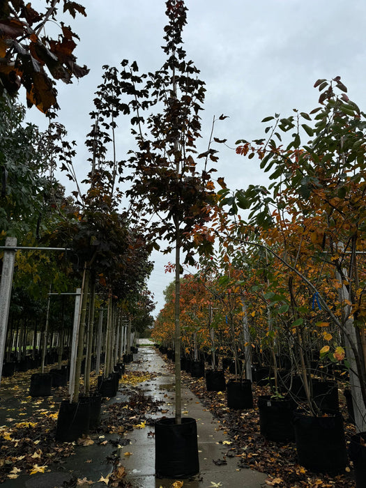 Acer Platanoides Royal Red 12/14cm Girth 35 Litre Pot