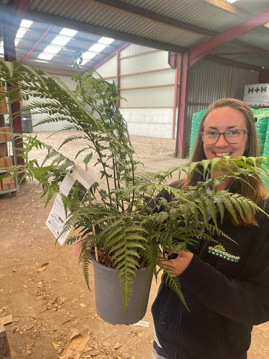 Tree Fern Dicksonia Antarctica 4.5 Litre Pot