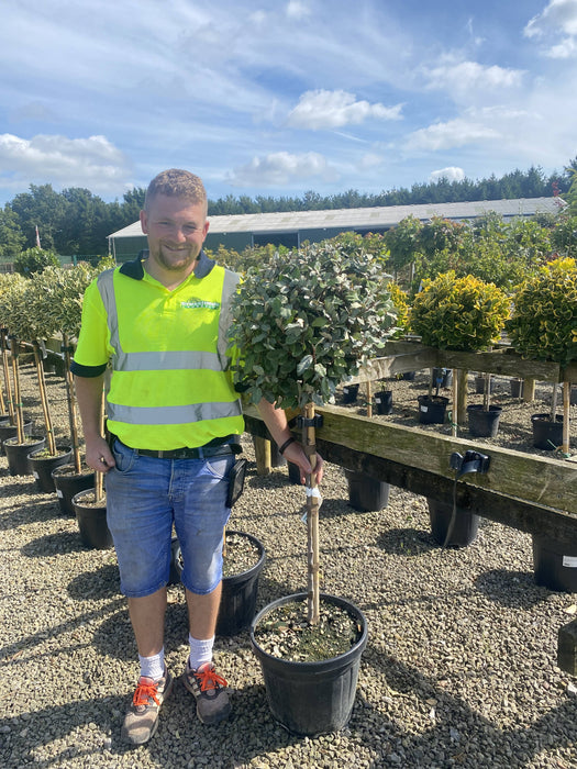 Elaeagnus x E.Compacta 1/2 Standard 20 Litre Pot