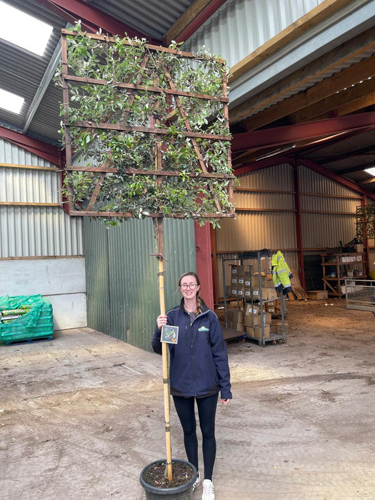 Quercus Ilex Pleached - Holm Oak 180cm ST 120cm x120 cm Frame