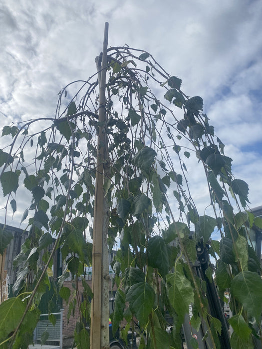 Betula Pendula Youngii Standard 8-10cm Girth 25 Litre Pot