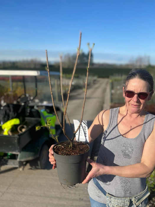 Viburnum opulus Roseum 4.5 Litre Pot