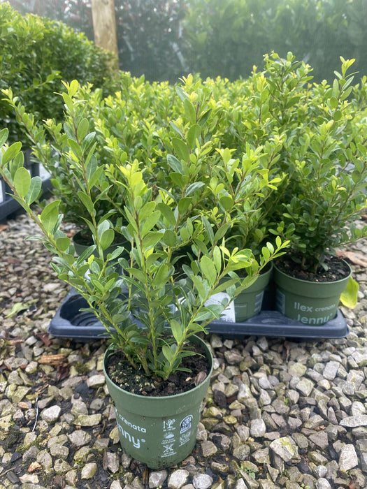 Ilex Crenata Hedging Jenny 10cm Pot