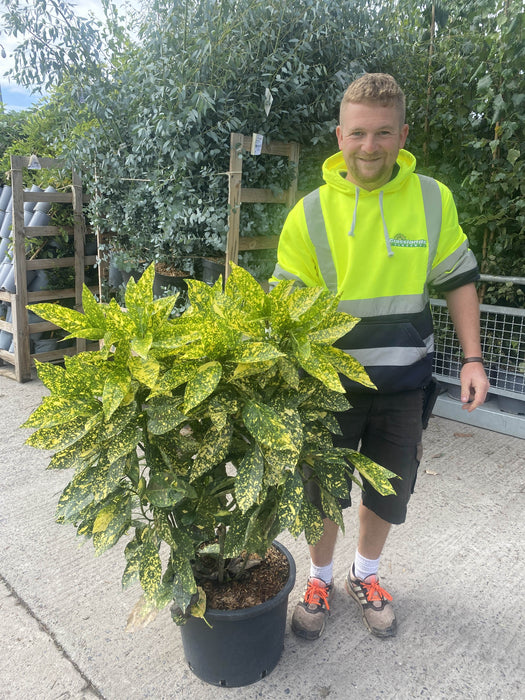 Aucuba Japonica Crotonifolia 25 Litre Pot