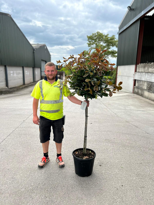 Photinia Red Robin 25 Litre Pot 1/2 Standard 50-60cm Head