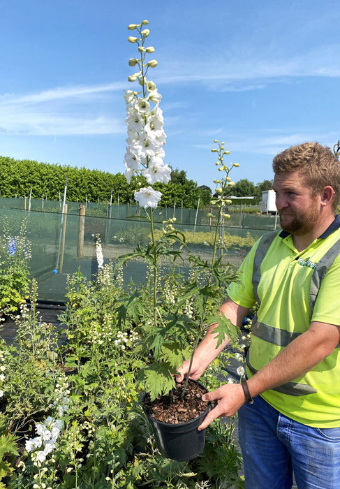 Delphinium Galahad 3 Litre Pot