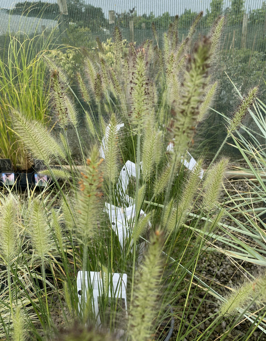 Pennisetum Alopecuroides Hameln 4.5 Litre Pot