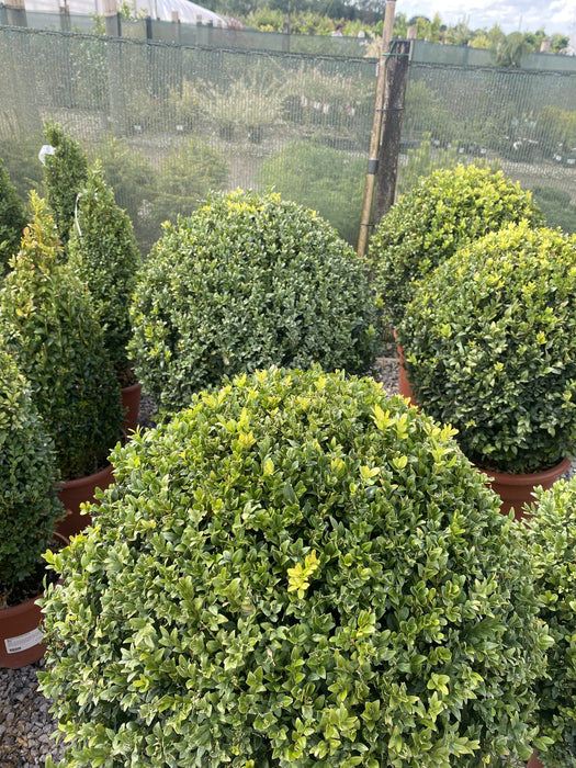 Buxus Ball 25 Litre Pot 60cm Wide