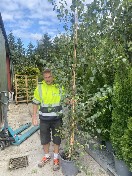 Betula Pendula Verrucosa 15 Litre Pot