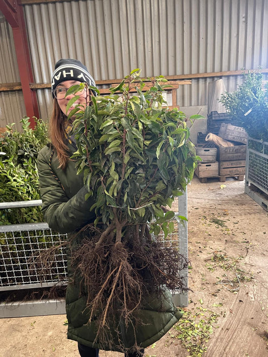 Portuguese Laurel 40/50cm Bare Root