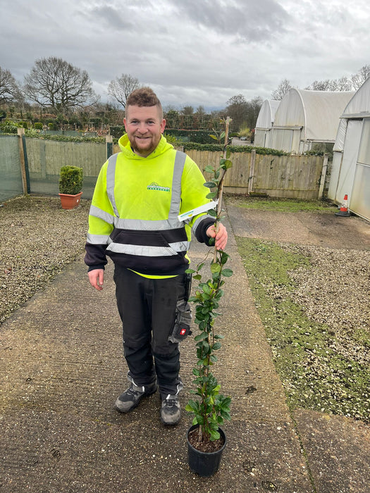 Trachelospermum Jasminoides 3.5 Litre Pot 125/150cm Tall