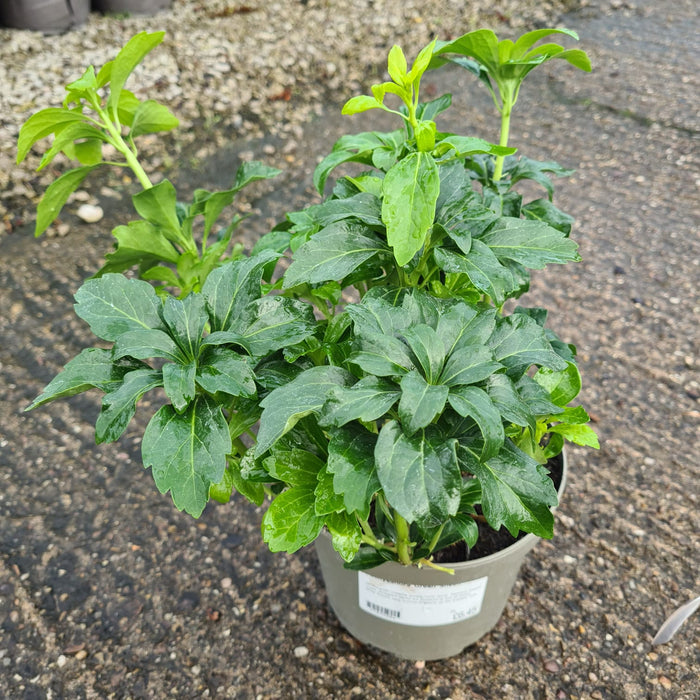 Pachysandra Green Sheen 2 Litre Pot