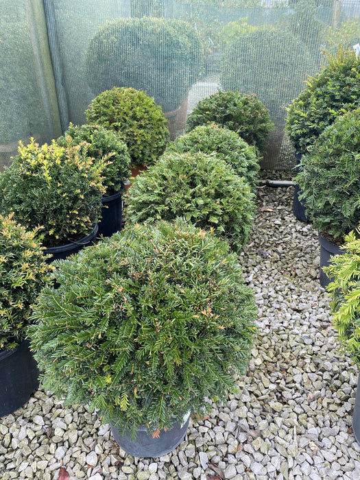 Yew - Taxus Baccata Ball 35cm