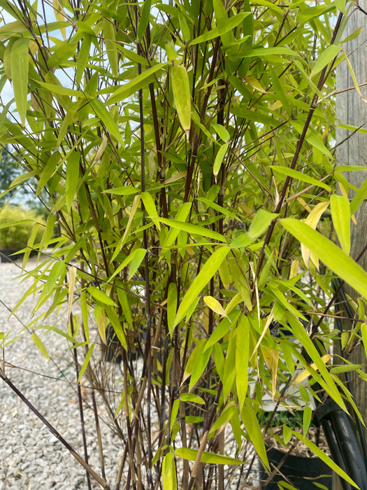 Bamboo Fargesia nitida Black Pearl 25 Litre Pot