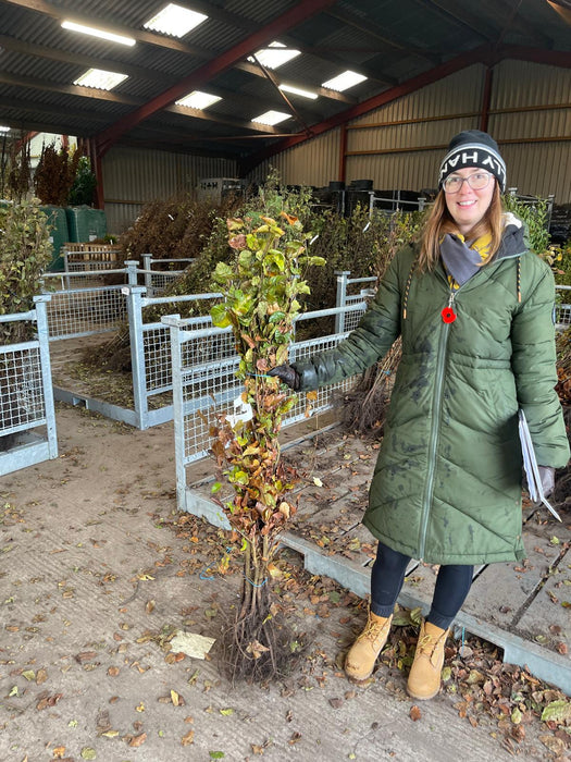 Beech Hedging Green 100-120cm Bare Root Next Delivery January