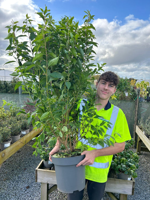 Forsythia intermedia Week End 12 Litre Pot 100/125cm