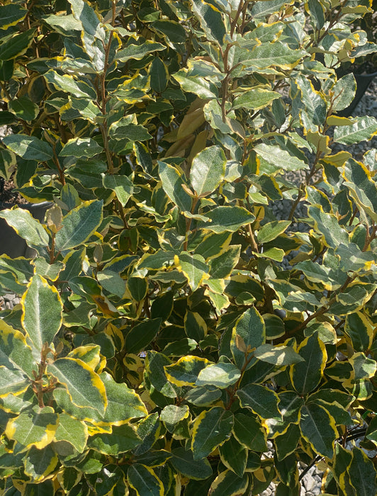 Elaeagnus x Vivileg 9 Litre Pot 80/100cm