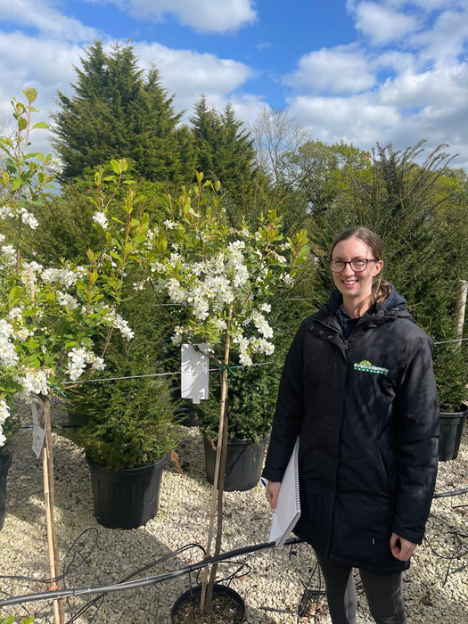 Exochorda x Macrantha The Bride 1/2 Standard 15 Litre