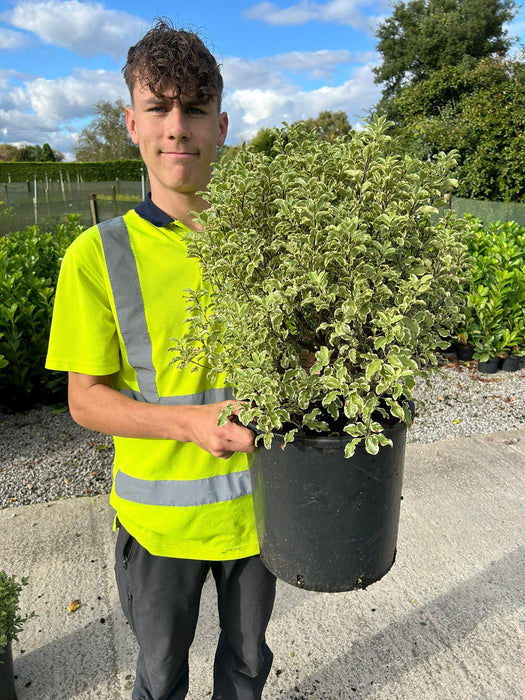 Pittosporum Tenuifolium Variegatum 15 Litre