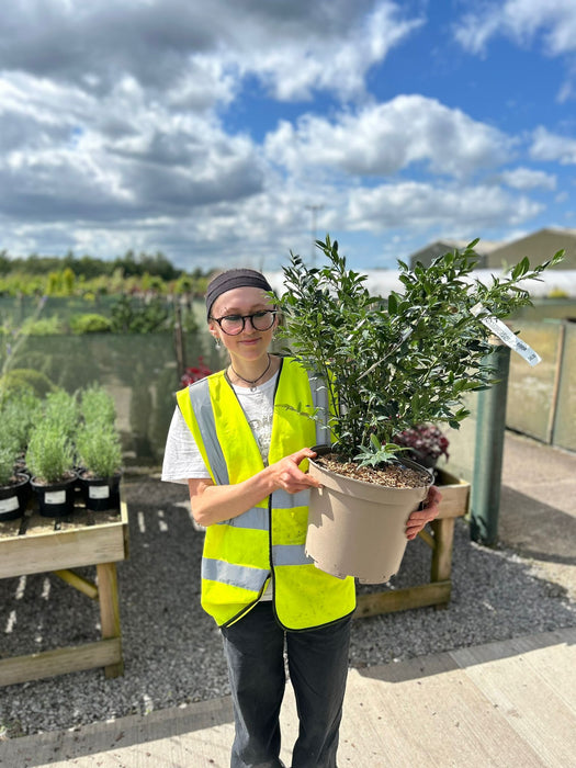 Sarcococca Confusa 10 Litre Pot