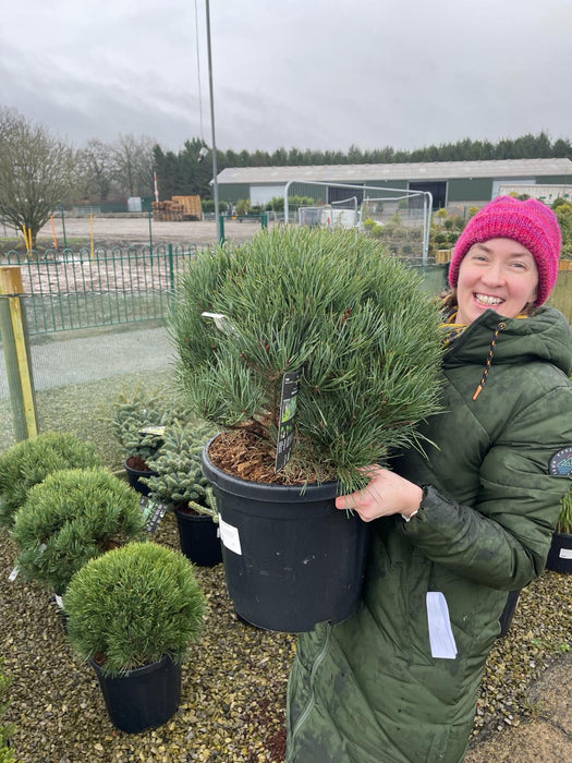 Pinus Sylvestris Watereri 18 Litre Pot