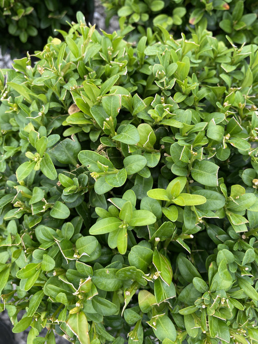 Buxus Cube 30cm 14 Litre Pot