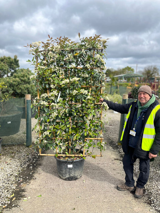 Photinia Red Robin Pleached Wall Frame 180cm Tall x 110cm Wide