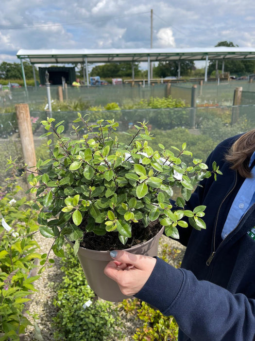 Pittosporum Pom Pom 5 Litre Pot