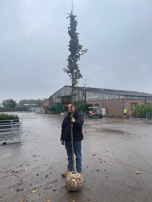 Fagus Sylvatica Atropunicea Rootballed 10/12cm Girth