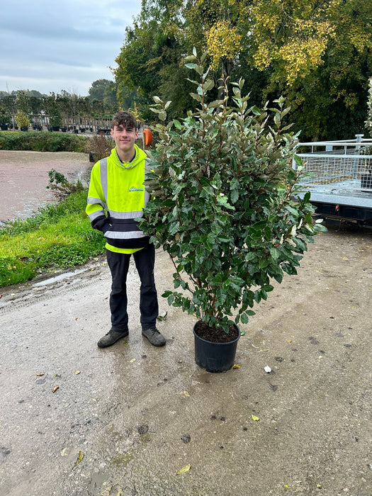 Elaeagnus x Ebbingei 20 Litre Pot 140/150cm