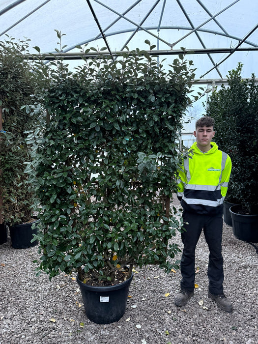 Elaeagnus Ebbingei Pleached Wall Frame 55 Litre Pot 160x110