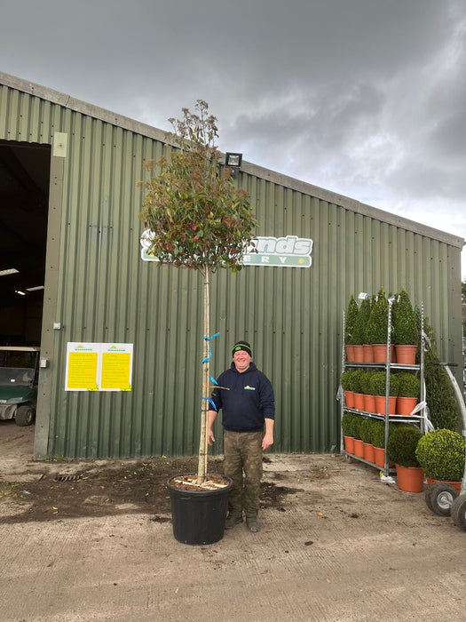 Photinia Red Robin Extra Heavy 12/14cm Girth Full Standard