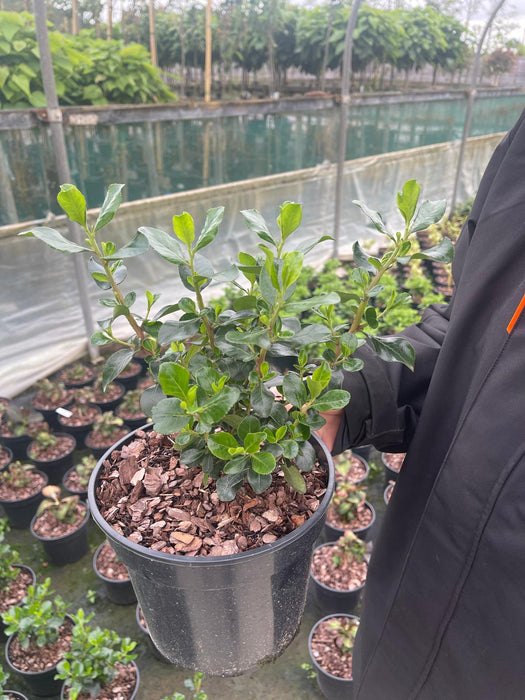 Escallonia Ivyei 3 Litre Pot