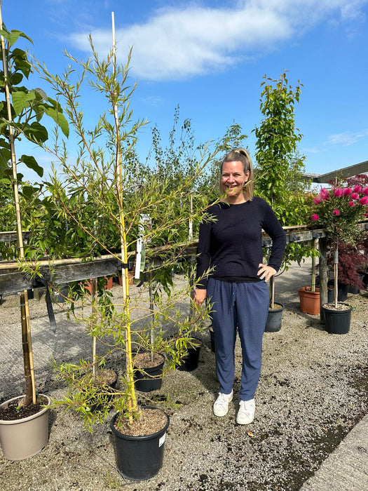 Salix x sepulcralis Tristis - Chrysocoma 15 Litre Pot