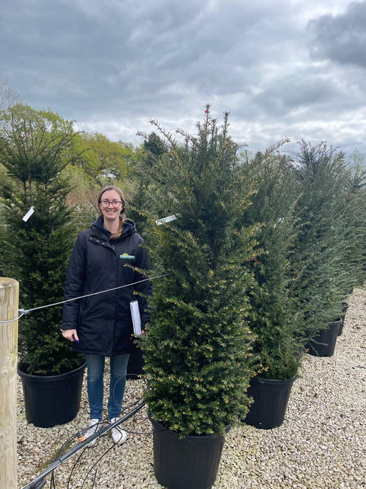 Yew Hedging 160-180cm 55 Litre