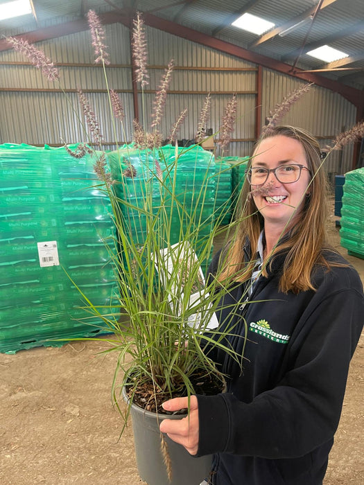 Pennisetum orient. Karley Rose 4.5 Litre Pot