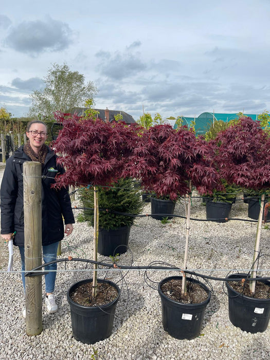 Acer palmatum Shaina 35 Litre Pot 1/2 Standard