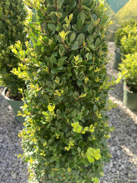 Ilex Crenata Jenny Cone 4 Litre Pot 55cm