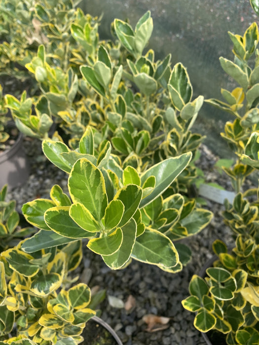 Euonymus Japonicus Marieke 5 Litre Pot