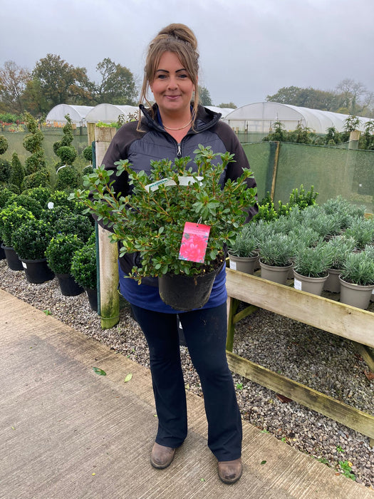 Azalea Japonica Toreador 5 Litre Pot