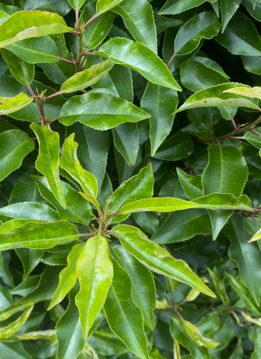 Portuguese Laurel Hedging Myrtifolia 15 Litre Pot 150-175cm