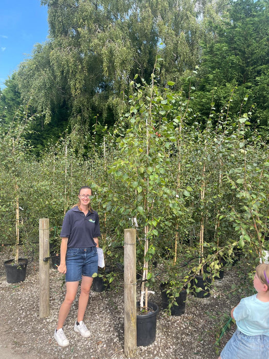 Betula Utilis Jacquemontii 30 Litre Pot