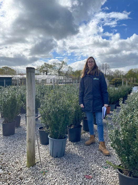 Ilex Crenata Caroline Upright 80/100cm Root Ball