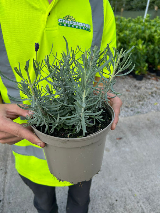 Lavender Angustifolia Hidcote 2 Litre Pot