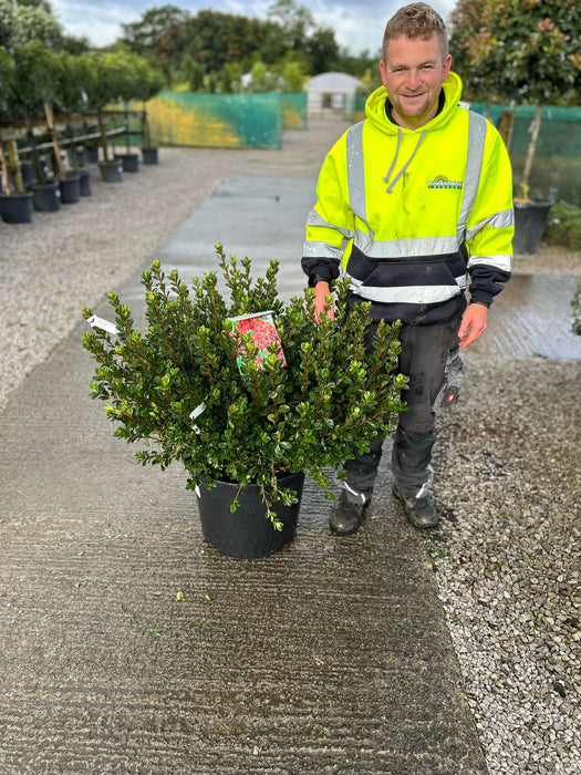 Azalea Japonica Stewartstonian 40 Litre Pot Specimen Sized