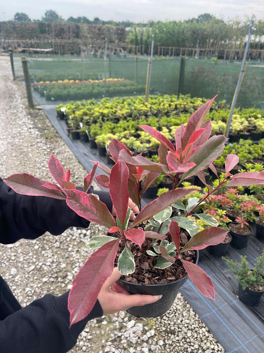 Photinia Louise 3 Litre Pot