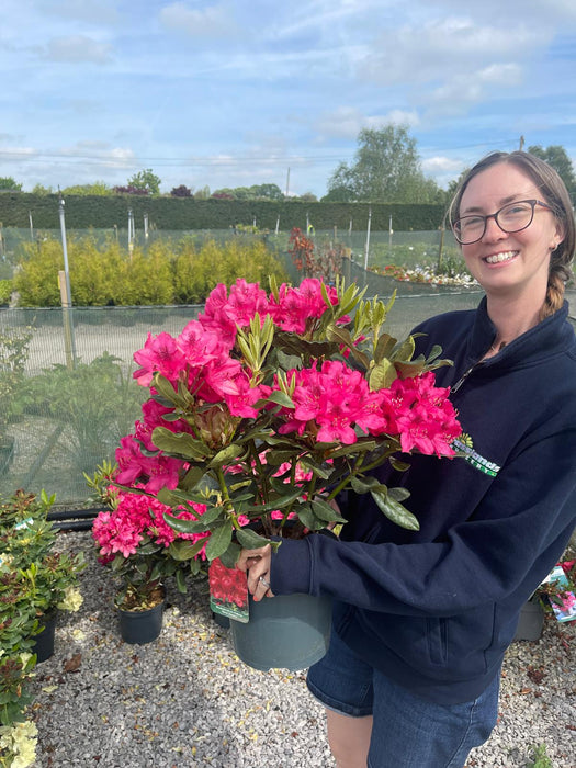 Rhododendron Hybrid Nova Zembla 5 Litre Pot